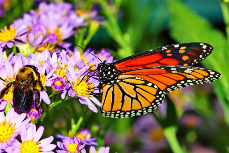 Nuovo Piano d’azione europeo per rafforzare la tutela della biodiversità.